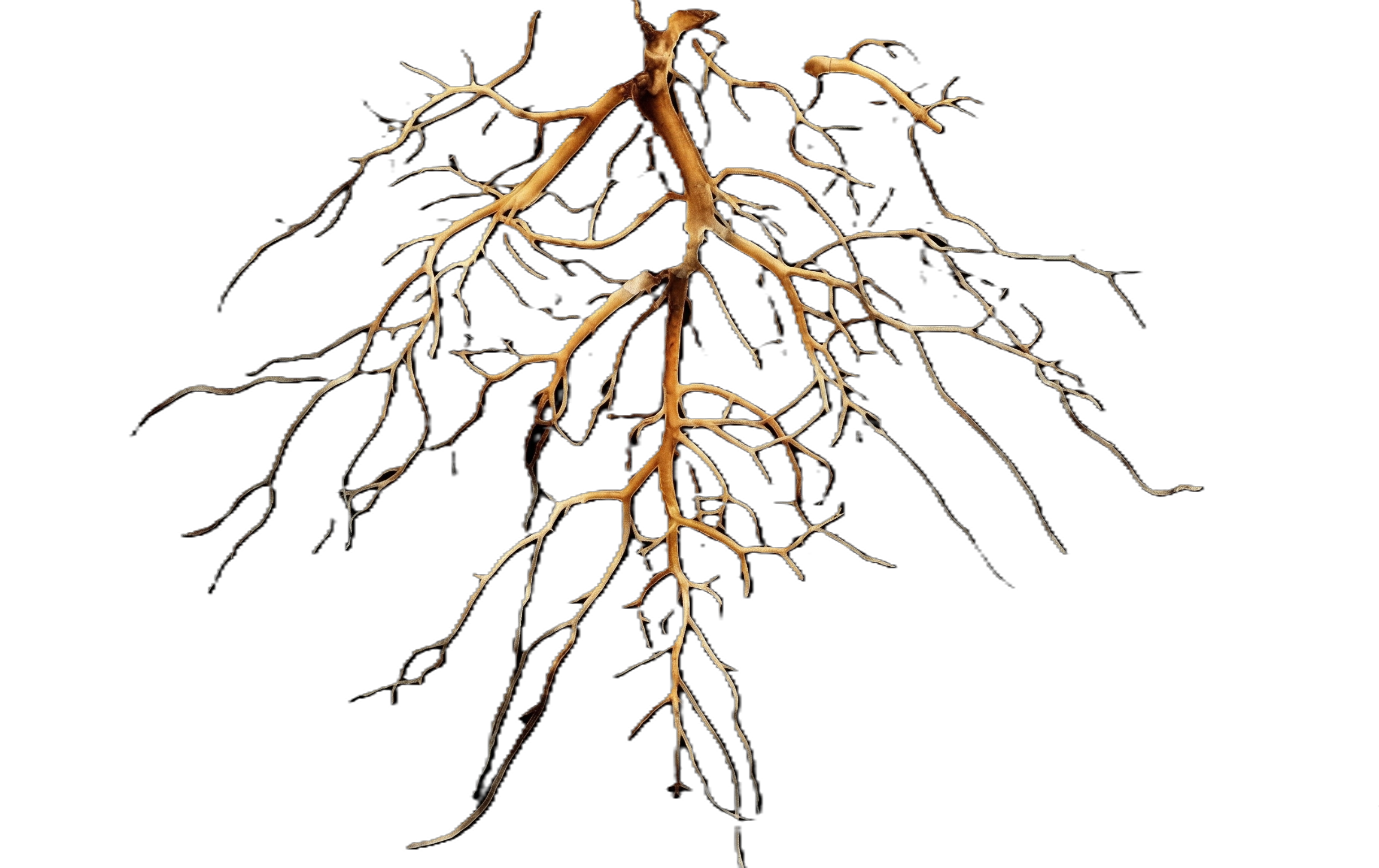 Plant Roots
